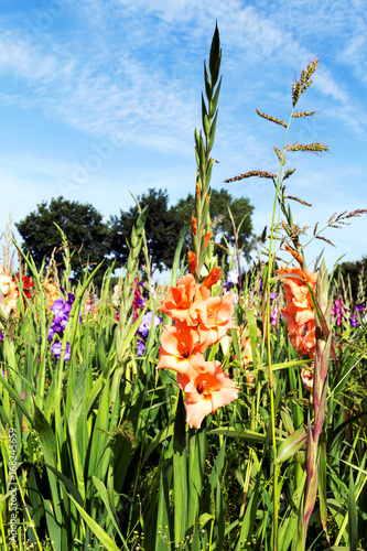 Fototapeta Naklejka Na Ścianę i Meble -  Gladiolen als Schnittblume im Direktverkauf vom Feld