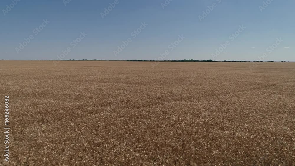 Aerial survey of a wheat field, flight over yellow ears Aerial survey of a wheat field, flight over yellow ears