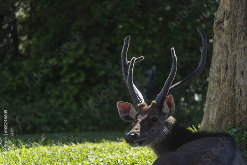 wild sambar deer, wildlife ...