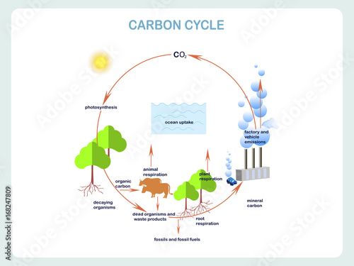 Scheme of the Carbon cycle, flats design stock vector illustration