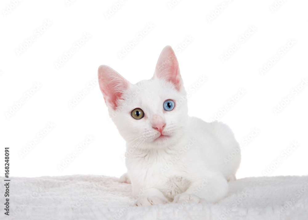 Portrait of a white kitten with heterochromia or 