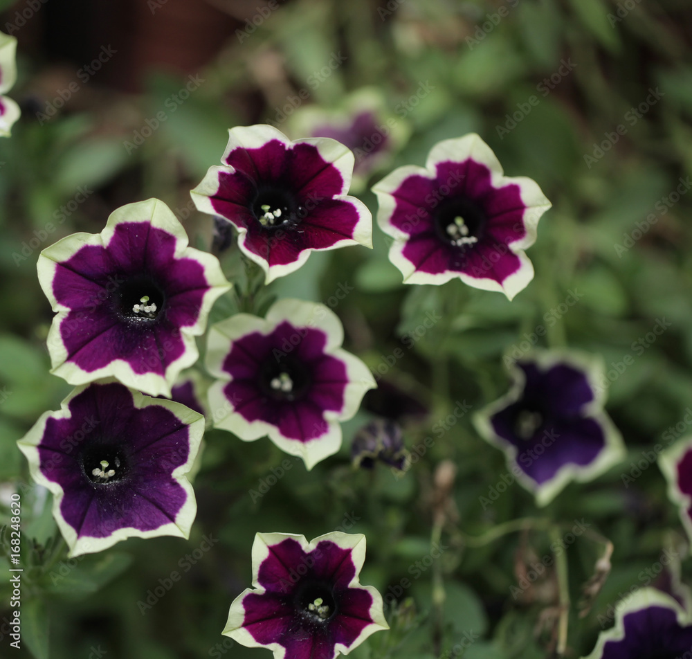 Fototapeta premium kwiaty makro - piękne surfinie