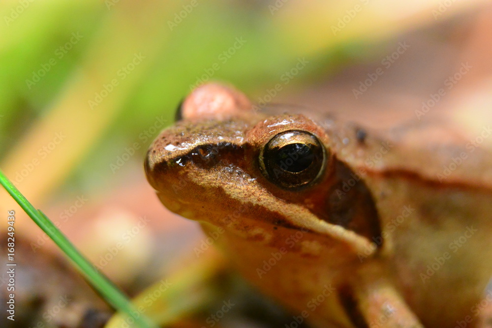 Obraz premium Rana temporaria brown frog