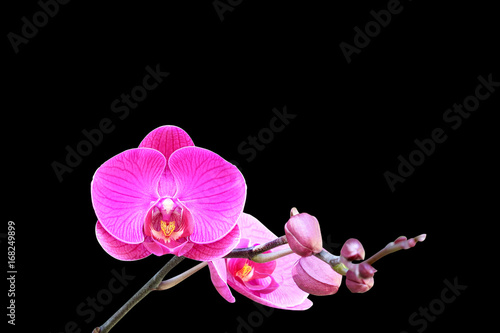Pink orchid isolated on black background