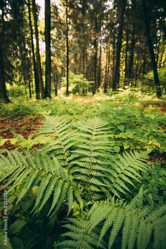 Ferns Leaves Green Foliage In Summer Coniferous Forest. Green Fern Bushes In Park Between Woods, Ferns Leaves Green Foliage In Summer Coniferous Forest. Green Fern Bushes In Park Between Woods,