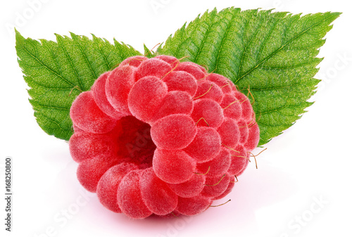 Single raspberry berry fruit with green raspberry leaves isolated on white background