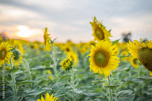blooming sunflowers in field at sunset or twilight time background. summer landscape picture
