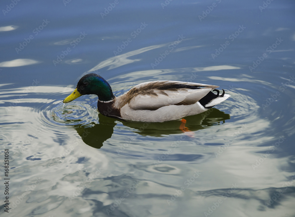 Wild duck in the lake Wild duck in the lake