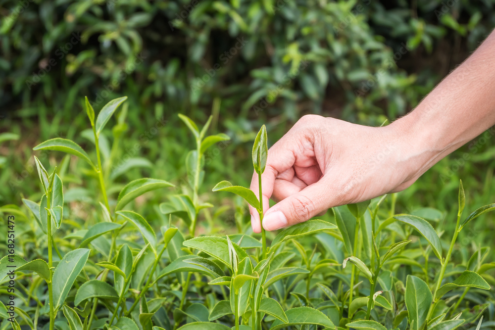 Green tea bud and fresh leaves.Handle with leaves tea.Tea plantations. Chui Fong Farm Chiang Rai,Thailand Green tea bud and fresh leaves.Handle with leaves tea.Tea plantations. Chui Fong Farm Chiang Rai,Thailand