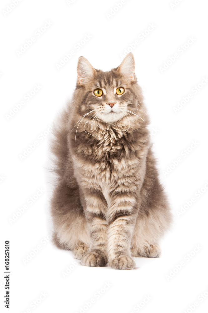 cute cat isolated over white background