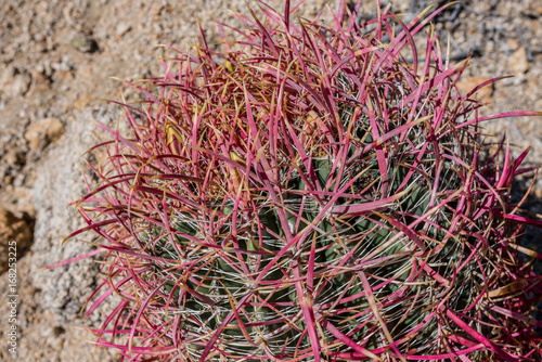 California Barrel Cactus Close Up