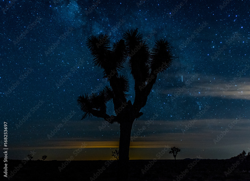 Centered Joshua Tree on Starry Night