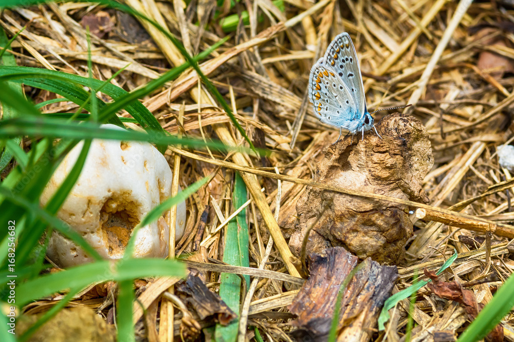 Naklejka premium Blue Butterfly