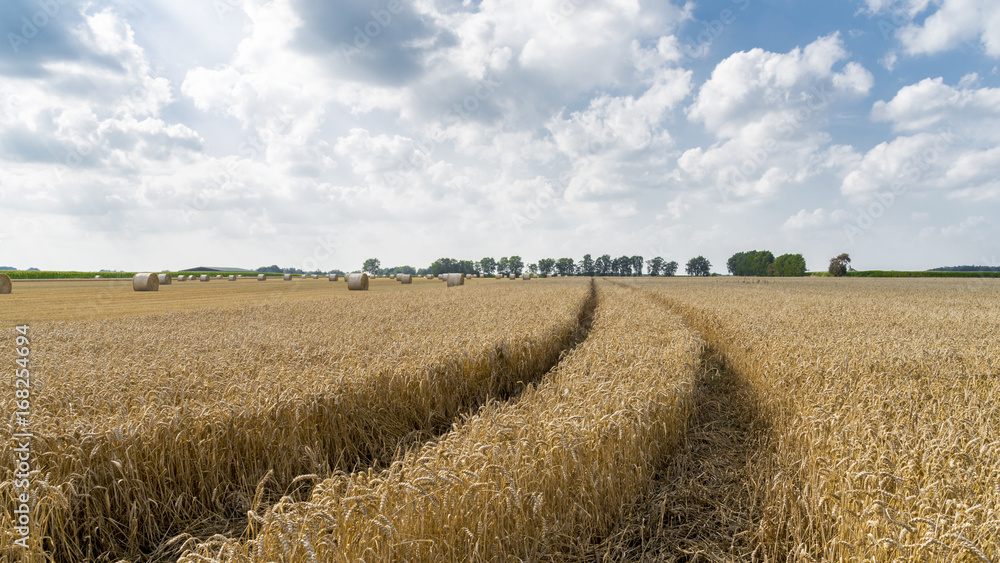 Wheat field after harvest and before with round straw bales in the meadow on farmland