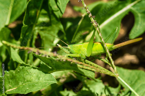A bright green grasshopper on an leaf
