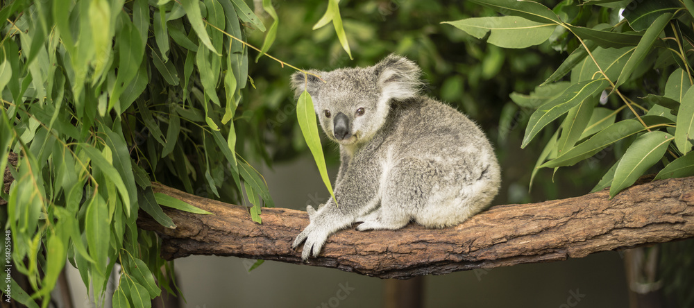 Obraz premium Koala w drzewie eukaliptusowym.