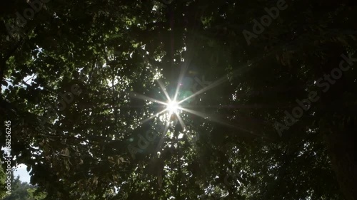 Un reflet dans les arbres
