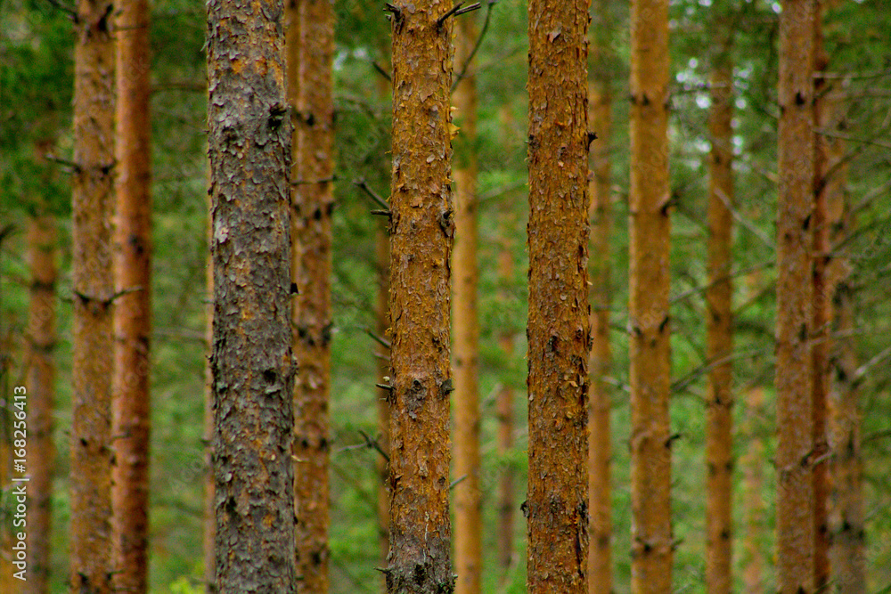 Obraz premium Coniferous pine forest in eastern Finland