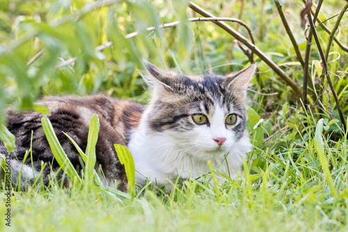 Hauskatze im Garten - Katze im Grünen