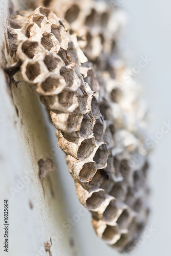 Wespen und Bienen: Verlassenes Wespennest im Herbst photo