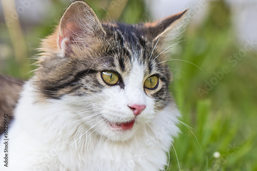Hechelnde Katze: Harmlos oder gefährlich?