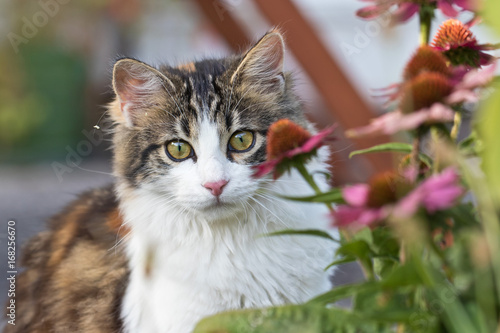 Wallpaper Mural Haustiere - Katze ein Jäger: Gefahr für Vögel Torontodigital.ca