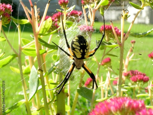 Yellow Garden Spider Large Face Abdomen