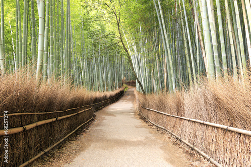 Fototapeta Naklejka Na Ścianę i Meble -  Bamboo Forest in Arashiyama, Kyoto - Japan