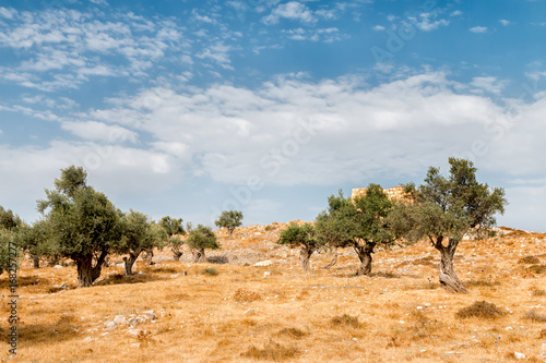 Jerusalem Olive Tree Feild in Summer