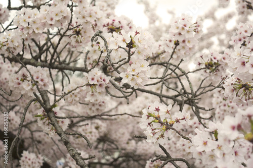 Cherry Blossoms in bloom