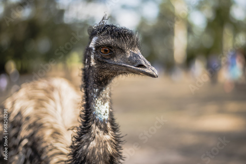Emu by itself outdoors during the daytime