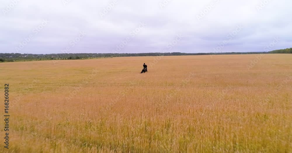 A man is riding a horse between the ears of wheat A man is riding a horse between the ears of wheat