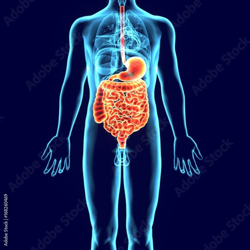 3d illustration of digestive system anatomy(liver,stomach,respiration)