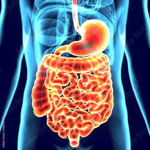 3d illustration of digestive system anatomy(liver,stomach,respiration)