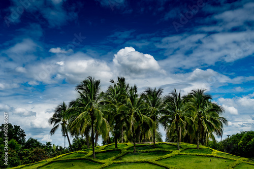 Green Coconut trees