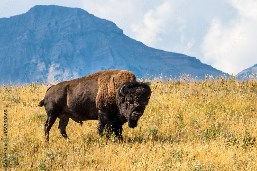 Bison in the rockies