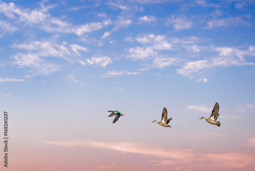 Fototapeta premium Birds flying against bright sky in the background