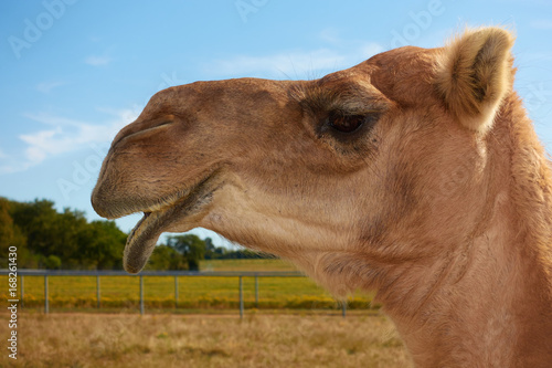 sagging Lip Camel Head