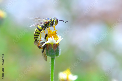 yellow jacket wasp perched on the beautiful flower. photo