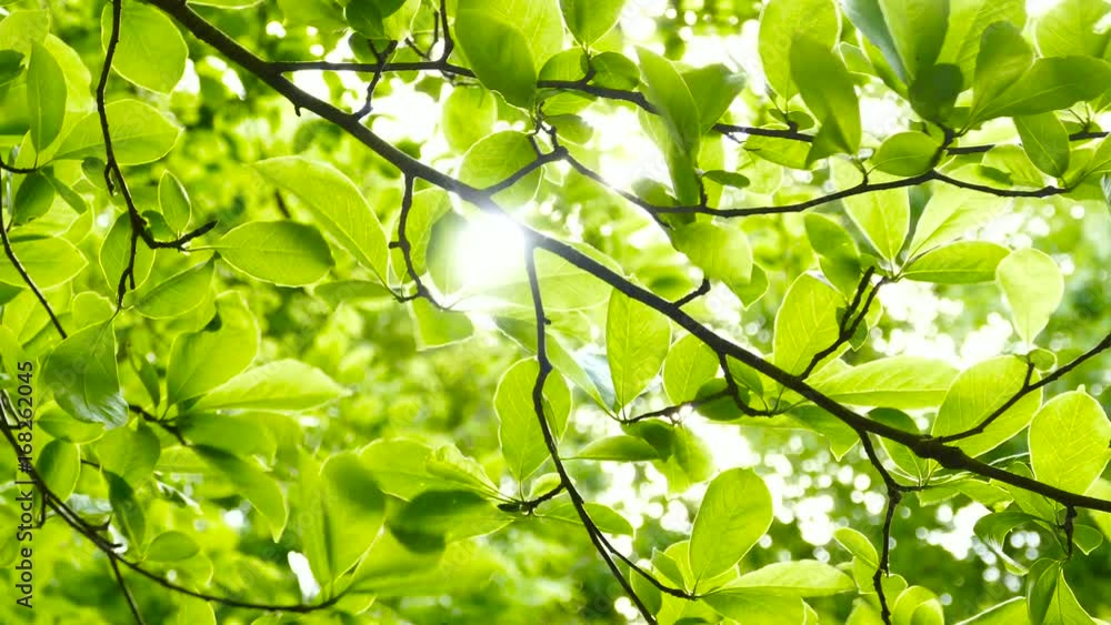 4k 春　新緑　木漏れ日　背景用　公園で遊ぶ子供の音声入り