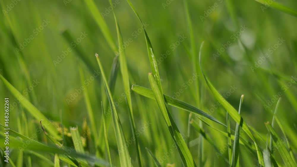 Green blades of grass in 4K resolution Green blades of grass in 4K resolution