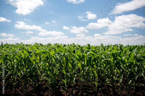 Green cornfield and blue sky Fototapet