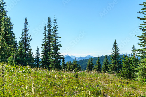 alpine field fresh green meadows and blooming flowers and forest green mountain tops in the background © olegmayorov