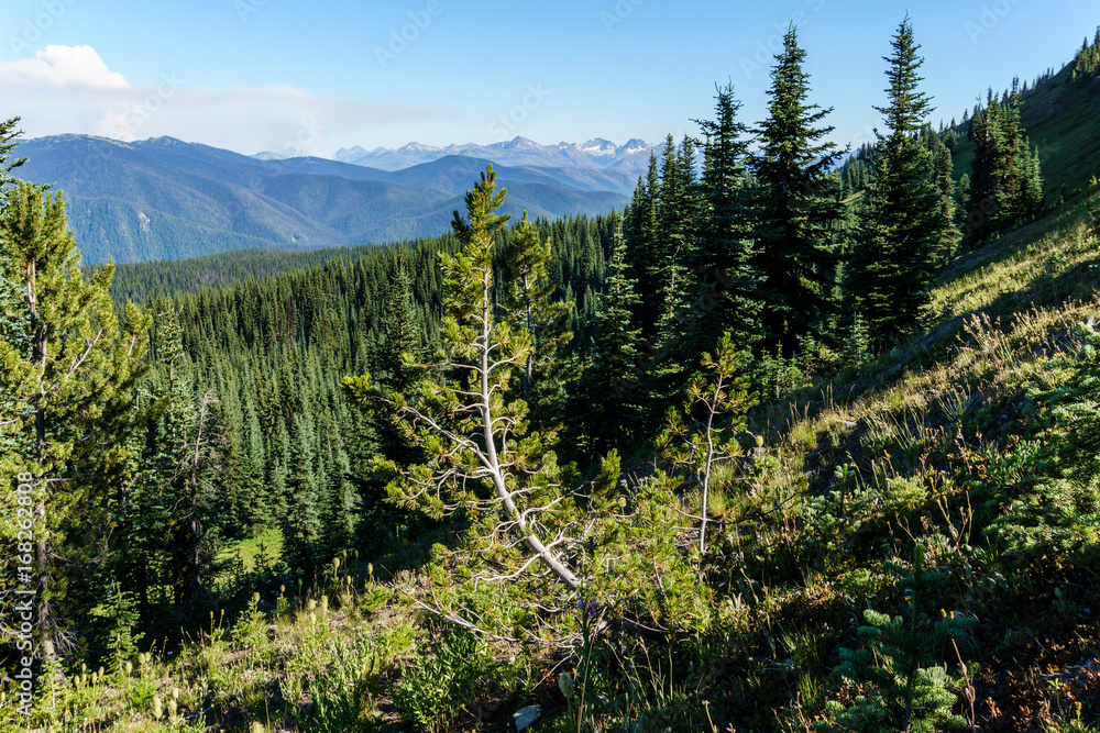 alpine field fresh green meadows and blooming flowers and forest green mountain tops in the background alpine field fresh green meadows and blooming flowers and forest green mountain tops in the background
