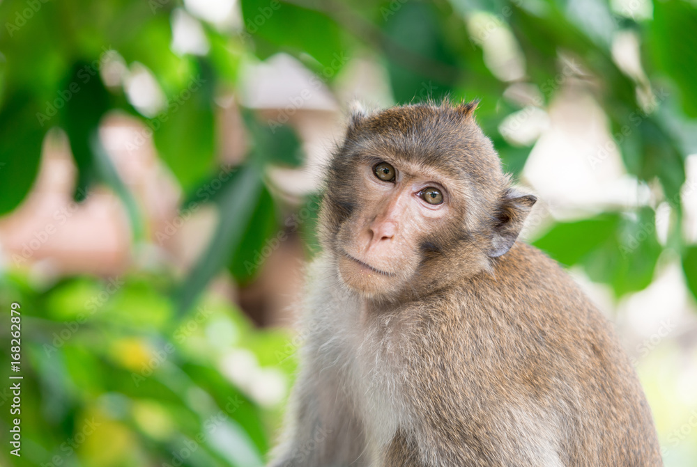 Brown monkey inclined his neck to look suspiciously stare at the camera Brown monkey inclined his neck to look suspiciously stare at the camera