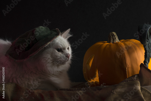 White long hair cat celebrating Halloween in style