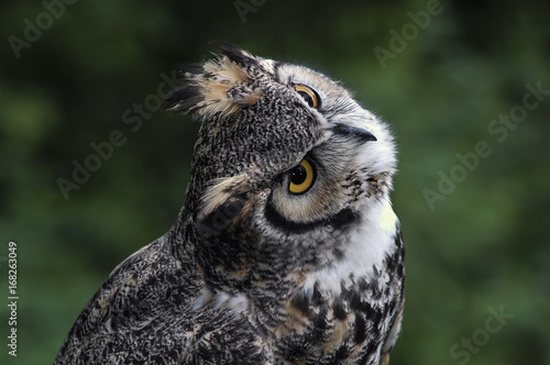 Owl Looking Back © Phil Cardamone
