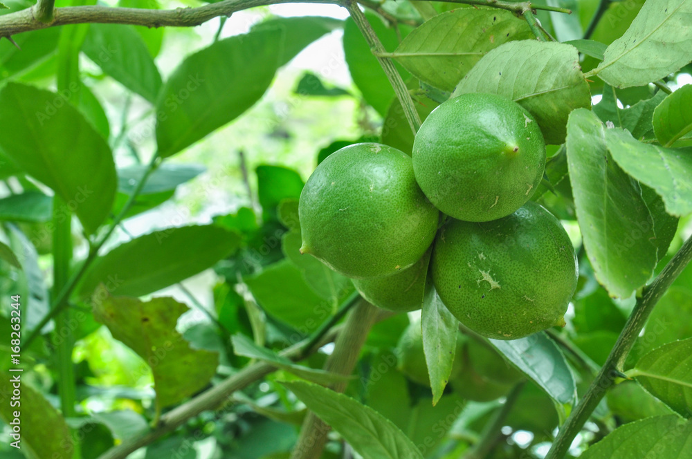 Lime green tree hanging from the branches of it Lime green tree hanging from the branches of it
