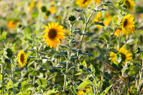 Sunflower flowers grow on nature