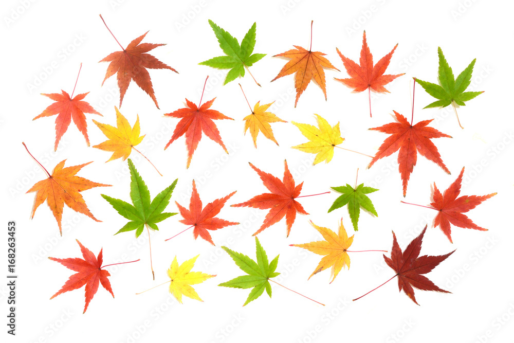 モミジの紅葉 白バック
モミジの紅葉 白バック